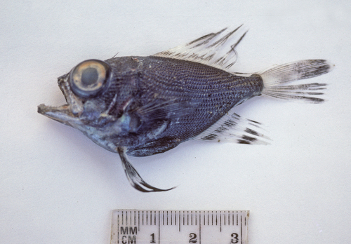 Flathead pomfret (Taractes asper) — Bramidae — 3