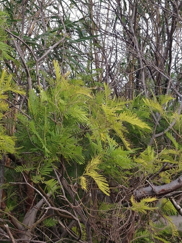 Acacia mearnsii image