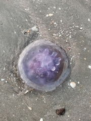 Cepheidae