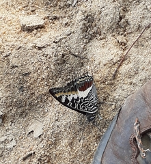 Charaxes castor castor