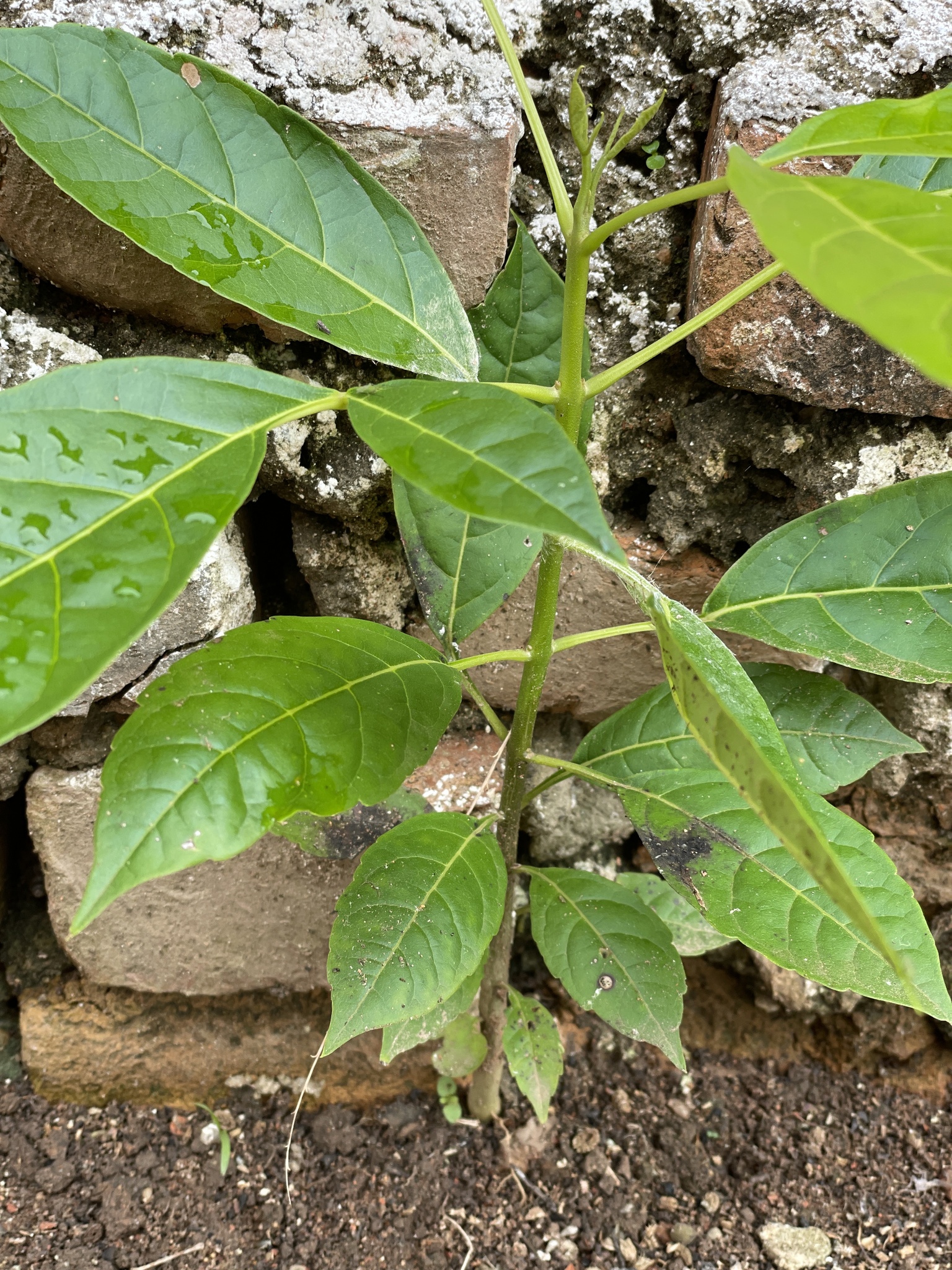 Tabebuia rosea