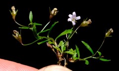 Lobelia eckloniana