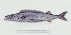 Rexea solandri