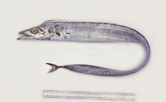 Lepidopus caudatus