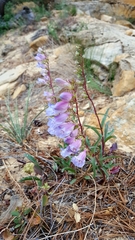 Penstemon laevis