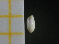 Quinqueloculina laevigata