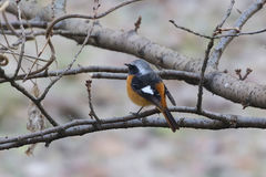 Phoenicurus auroreus