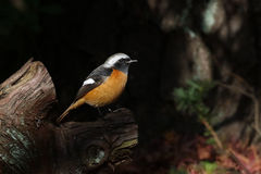 Phoenicurus auroreus