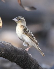 Euplectes albonotatus