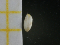 Quinqueloculina laevigata