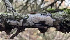 Exidia thuretiana