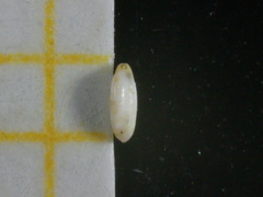 Quinqueloculina laevigata