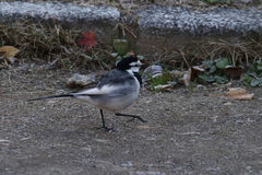 Motacilla alba