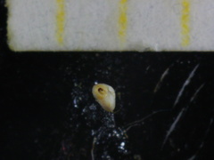 Quinqueloculina laevigata