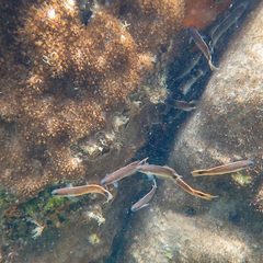 Trachinops caudimaculatus