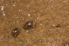 Austropeplea brazieri