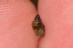 Orientogalba viridis