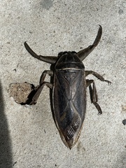 Lethocerus cordofanus