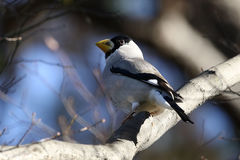 Eophona personata