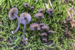 Hydropus marginellus