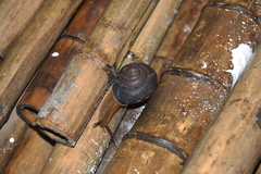 Nesiohelix
