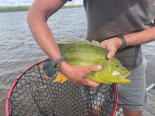 Nembwe (Serranochromis jallae) — Cichlidae