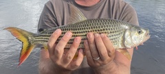 Hydrocynus vittatus
