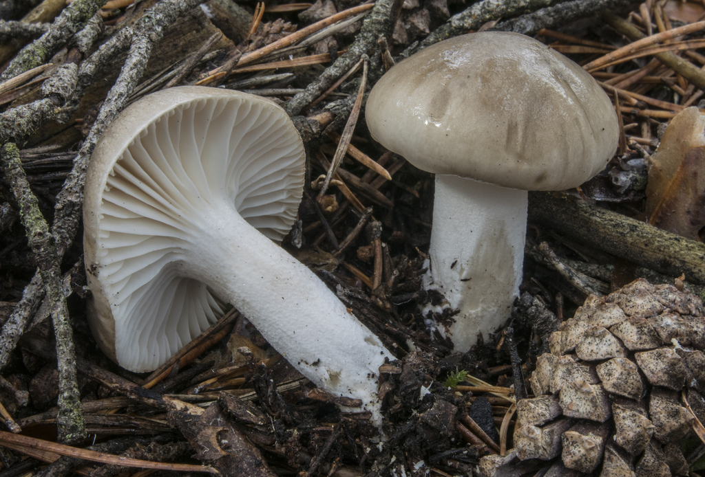 Hygrophorus pinophilus