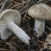 Hygrophorus pinophilus - Photo (c) Nicolò Oppicelli, some rights reserved (CC BY-NC), uploaded by Nicolò Oppicelli