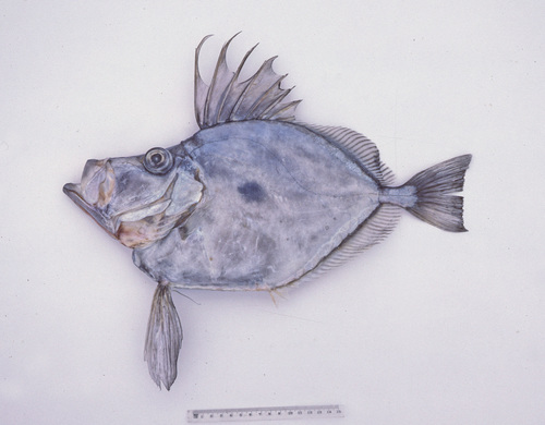 Mirror dory