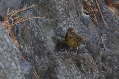 Emberiza personata