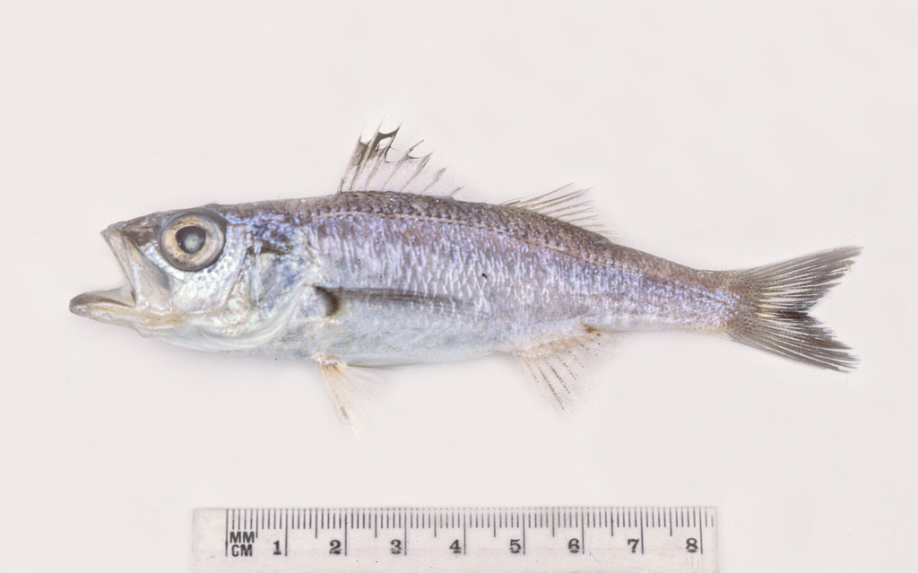 Threespine cardinalfish (Apogonops anomalus) — Acropomatidae