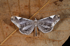 Macrosoma heliconiaria