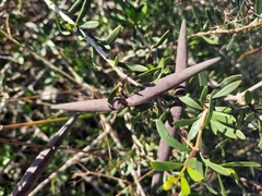 Periploca laevigata angustifolia
