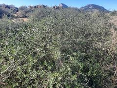 Periploca laevigata angustifolia