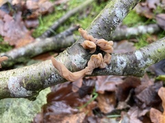 Macrotyphula contorta