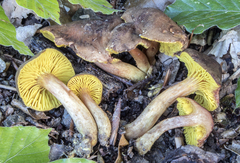 Phylloporus pelletieri