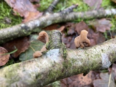 Macrotyphula contorta