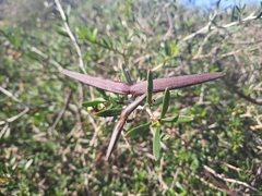 Periploca laevigata angustifolia