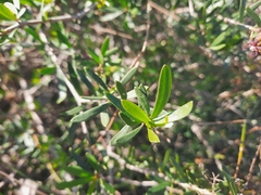 Periploca laevigata angustifolia