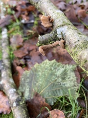 Macrotyphula contorta