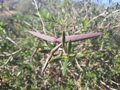 Periploca laevigata angustifolia