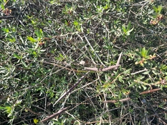 Periploca laevigata angustifolia