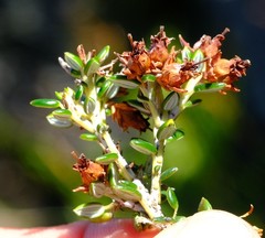 Erica petiolaris