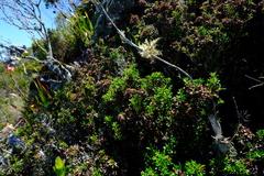 Erica petiolaris