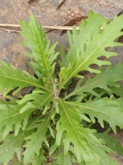 Argyranthemum pinnatifidum image