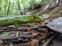 Polychrus gutturosus
