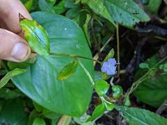 Tradescantia poelliae