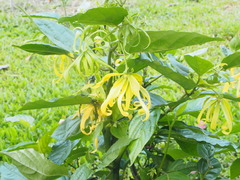 Cananga