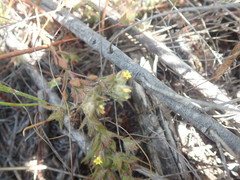 Gnidia humilis